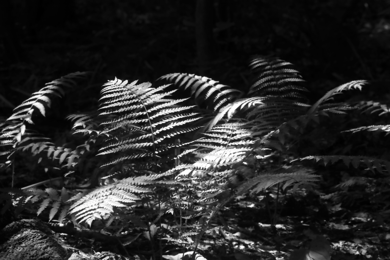 2015 08 10 HTP 1269ebw